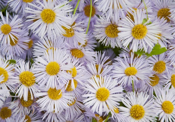 Flowering. Chamomile. Blooming chamomile field — Stock Photo, Image