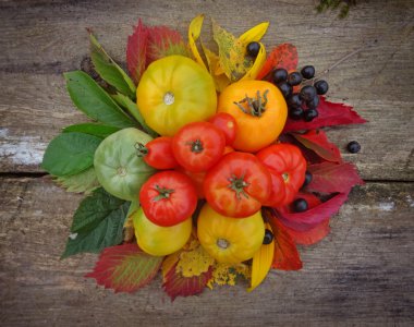 Domates hasat. taze hasat domates.   