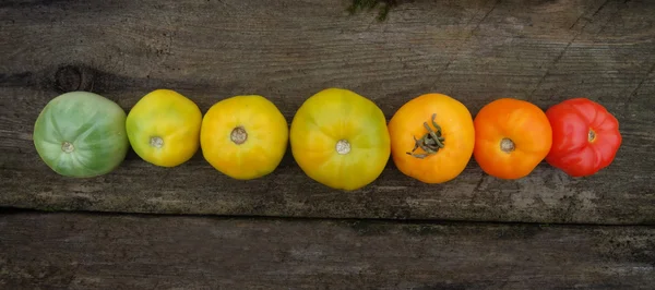 Tomatenernte. frisch geerntete Tomaten. — Stockfoto