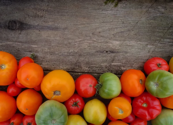 Tomatenernte. frisch geerntete Tomaten. — Stockfoto