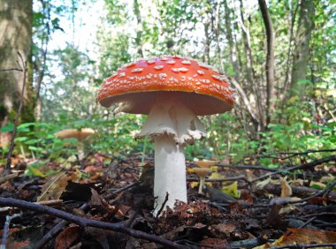 Fly agaric; Amanita muscaria;  White-dotted red mushrooms clipart