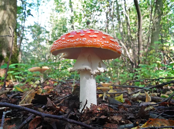 飞金顶;毒蝇伞;白色虚线的红色蘑菇 — 图库照片