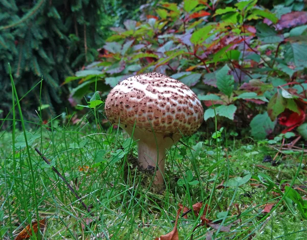 Pilz. Pilz auf Moos im Wald — Stockfoto
