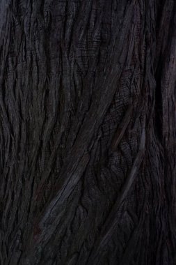 Ağaç kabuğunun dokusu doğal arka plan olarak kullanılıyor. Ağaç gövdesindeki pürüzlü düğüm yakın plan.                                                              