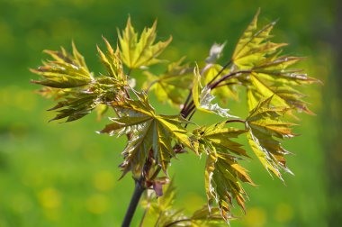 Genç yeşil akçaağaç
