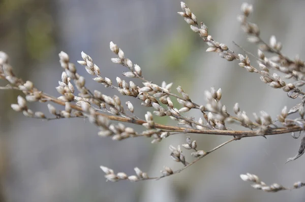 Şube çimen — Stok fotoğraf