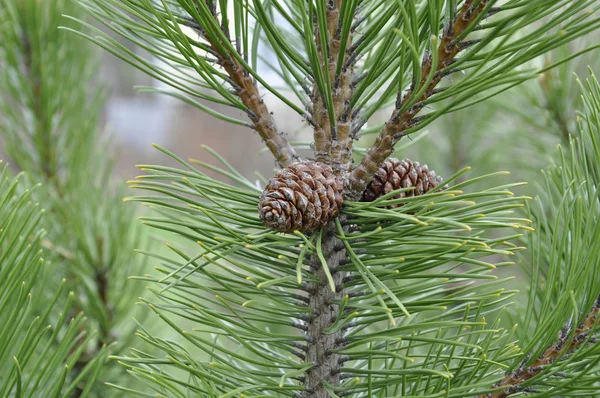 Cones on a branch — Stock Photo, Image