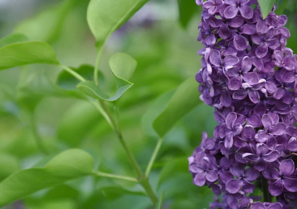 特写美丽的紫丁香花 — 图库照片