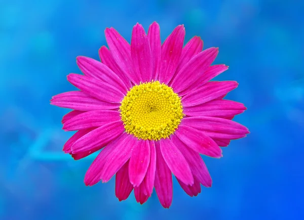 Beautiful flower1 — Stock Photo, Image