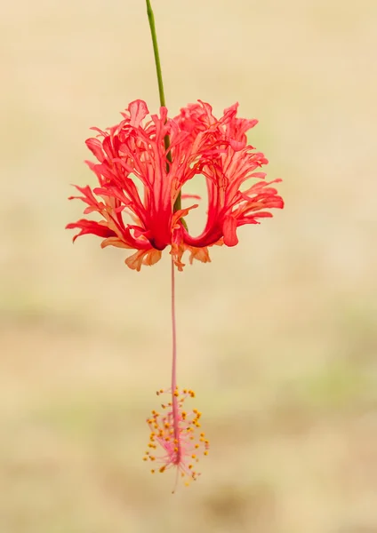 红色和粉色的花朵 — 图库照片