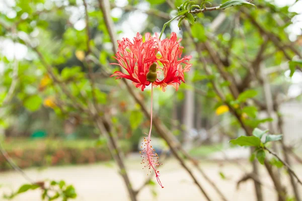 Rote und rosa Blüten — Stockfoto