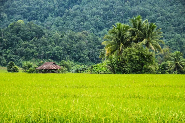 Verdant rice fields — Stock Photo, Image