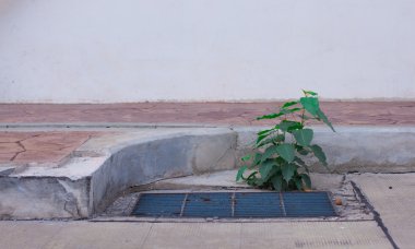 yol kenarındaki ağaca