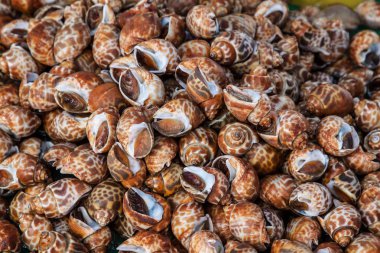 Kabuklu deniz hayvanı.