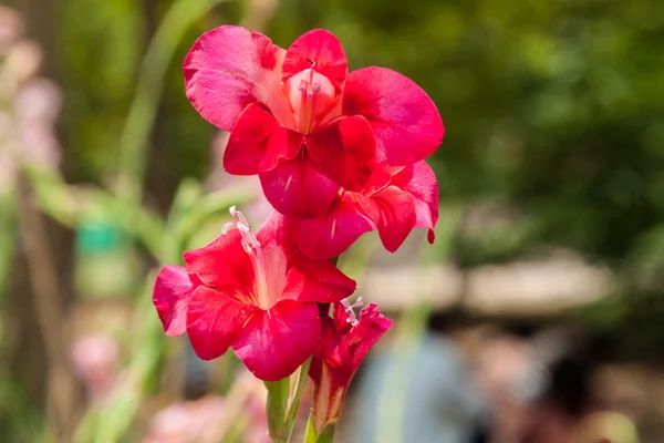 Canna dans le jardin — Photo