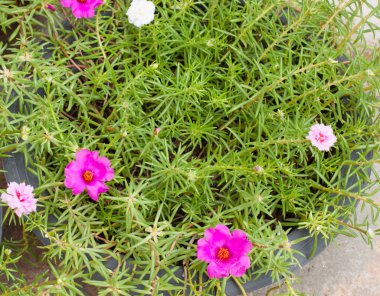 Portulaca