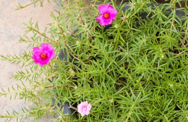 Portulaca