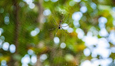 doğada depo gözleri