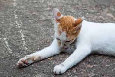 kedi şirin arka plan