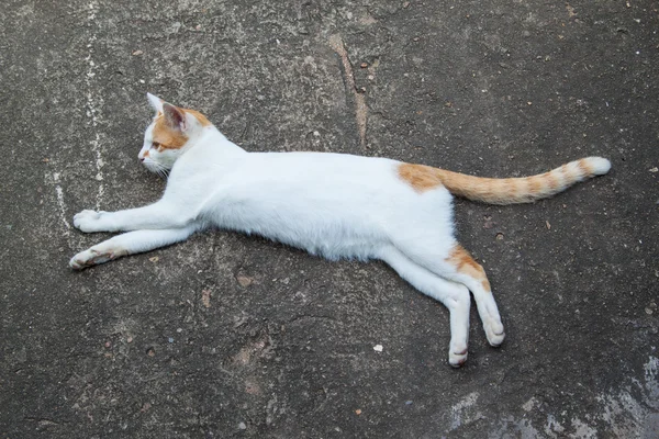 Кошачий милый портрет — стоковое фото