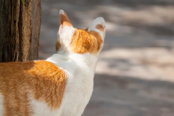 Gato retrato fondo Imagen De Stock