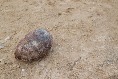 Kumda hindistan cevizi