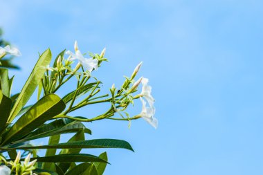 beyaz çiçekler mavi gökyüzü