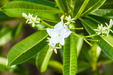 Bahçedeki beyaz çiçekler