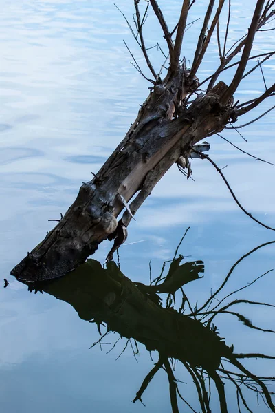 Reflection Woda Drzewo — Zdjęcie stockowe