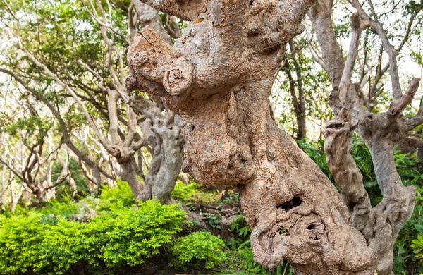 Привид Дерева природа фон — стокове фото