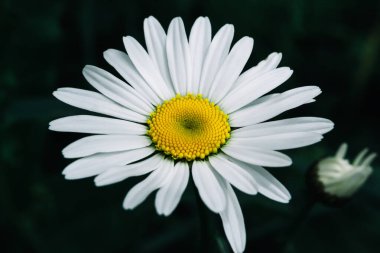 Siyah arka planda beyaz papatya. Doğada yazın çiçek açar.