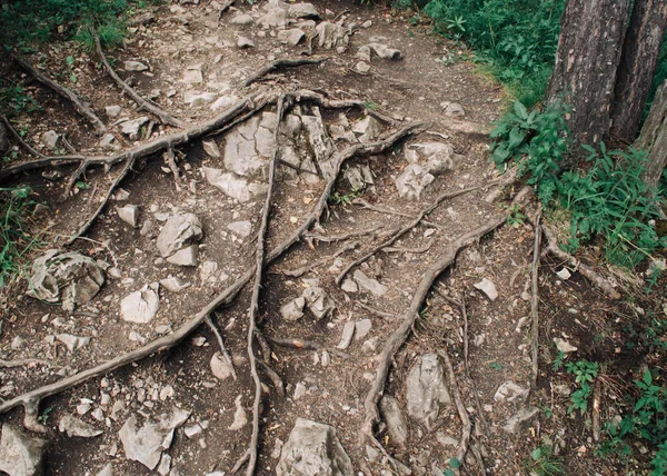 Die geflochtenen Wurzeln des Baumes kommen aus dem Boden — Stockfoto