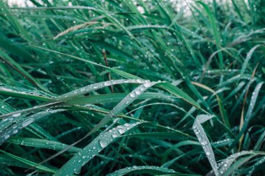 Büyük çiy damlaları olan yeşil çimenler. Doğada, ormanda sabahın tazeliği. Sahada doğal nem..