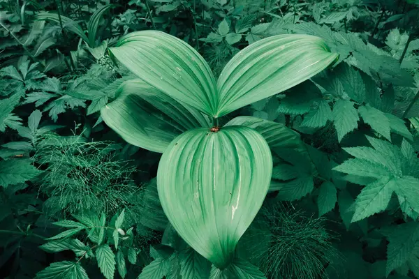 Een plant van ongewone vorm in het bos. Groene ovale bladeren in het gras. Mooi reliëfoppervlak van gebladerte. — Stockfoto