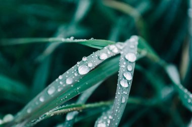 Bitkinin yeşil yapraklarında taze çiy damlaları. Sabahın erken saatlerinde ormanda.