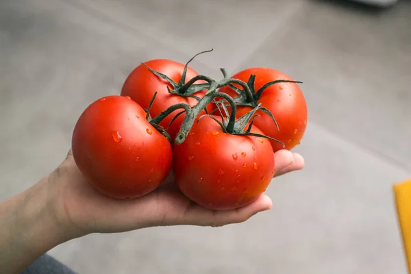 Tomates suculentos vermelhos e maduros estão na palma da sua mão. A mão segura um monte de tomates. Produtos hortícolas para cozinhar. — Fotografia de Stock