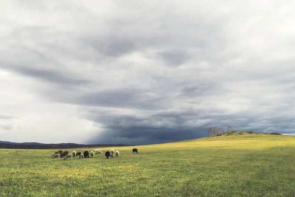 Ovejas en los pastos sobre el cielo tormentoso. foto de calidad — Foto de Stock