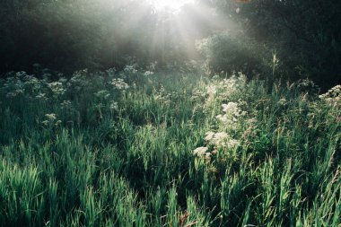 Sabahın erken saatlerinde. Çimenler ışık huzmeleriyle aydınlanır.