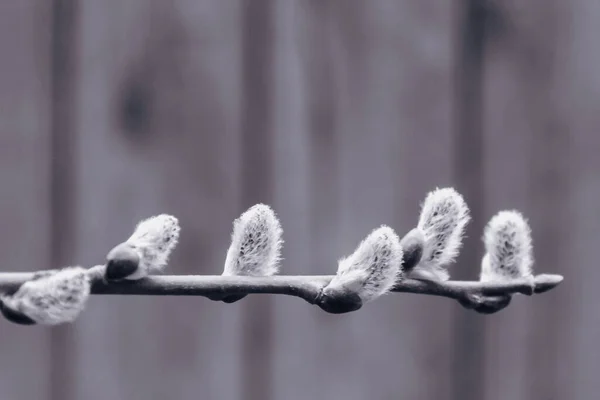 Een takje bloeiende wilg. De lente natuur. Wazige achtergrond. — Stockfoto