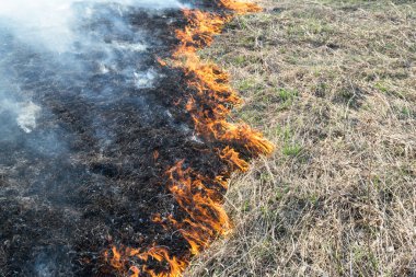 Orman yangını, tarlada çimenler yanıyor. Tehlikeli bir yangın.
