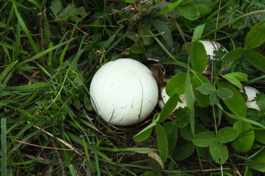 Ormanda beyaz mantarlar, Agaricus xanthodermus, yaz
