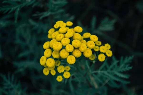 Tanacetum vulgare. Flores silvestres amarelas com folhas verdes no chão — Fotografia de Stock