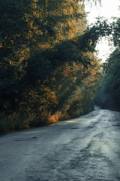 De manhã cedo numa antiga floresta nebulosa de abeto. O caminho vai para o nevoeiro entre árvores altas. — Fotografia de Stock