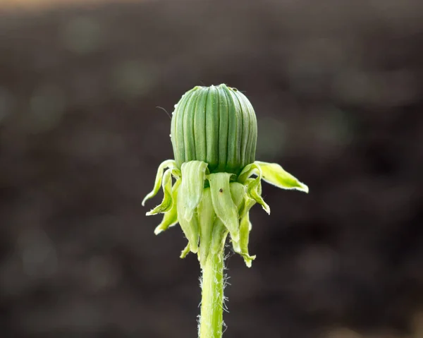 Paardebloem bloemen met gesloten knoppen — Stockfoto