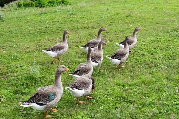 Gänse kommen in wildes grünes Feld — Stockfoto