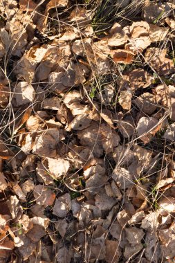 Yere düşen yapraklar, buzlu arkaplanla kaplı.