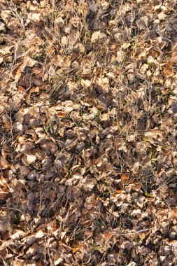 Yere düşen yapraklar, buzlu arkaplanla kaplı.