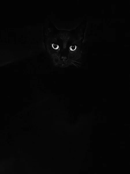 Gato Negro Apuntando Los Ojos Fondo Negro Aislado —  Fotos de Stock