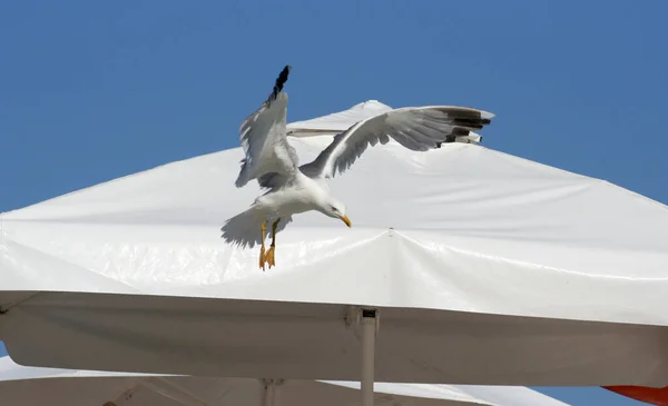 Burung Camar Mendarat Atas Payung Pantai — Stok Foto