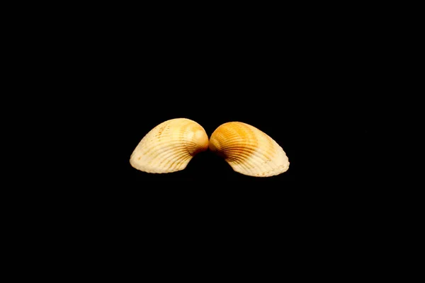 Two Shells Isolated Black — Stock Photo, Image